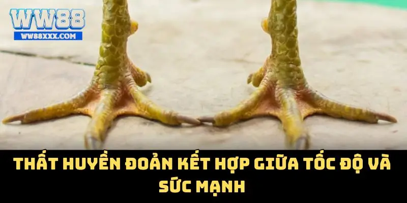 Thất huyền đoản kết hợp giữa tốc độ và sức mạnh